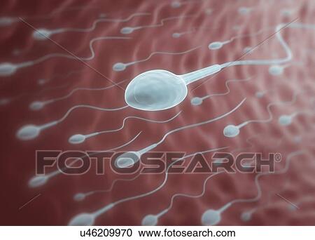Human sperm, artwork View Large Illustration Clipart - Human sperm, artwork. Fotosearch