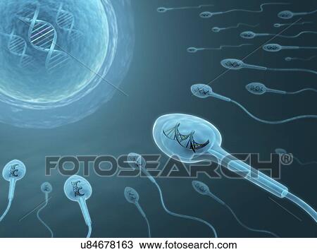 Human sperm with dna, artwork View Large Illustration Drawing - Human sperm with dna, artwork. Fotosearch