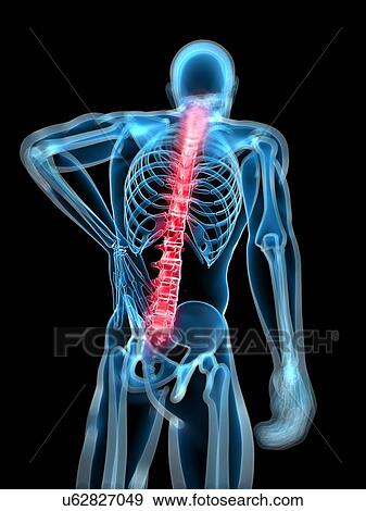 Human spine, artwork View Large Illustration Stock Illustration - Human spine, artwork. Fotosearch