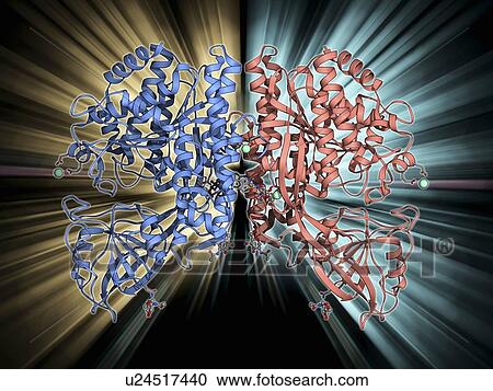 Clipart - Human transferrin receptor molecule. Fotosearch