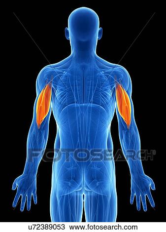 Drawing - Human triceps, artwork. Fotosearch