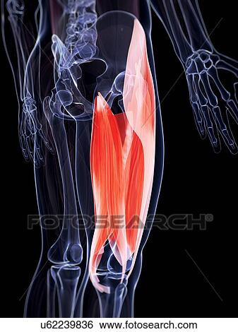 Human upper leg muscles, artwork View Large Illustration Stock Illustration - Human upper leg muscles, artwork. Fotosearch