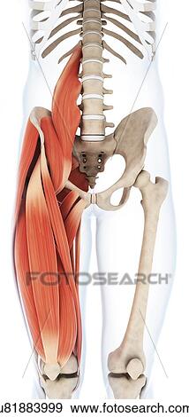 Human Upper Leg Muscles Artwork Stock Illustration U81883999 Fotosearch