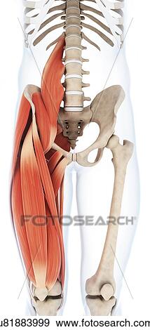 Human upper leg muscles, artwork View Large Illustration Stock Illustration - Human upper leg muscles, artwork. Fotosearch