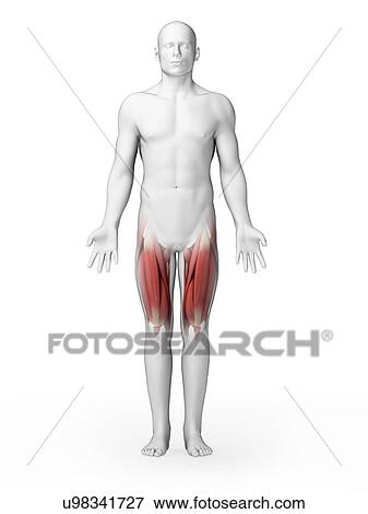 Human upper leg muscles, artwork View Large Illustration Stock Illustration - Human upper leg muscles, artwork. Fotosearch