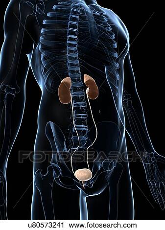 Human urinary system, artwork View Large Illustration Clip Art - Human urinary system, artwork. Fotosearch