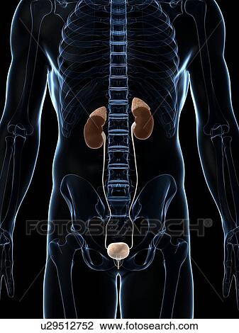 Human urinary system, artwork View Large Illustration Drawing - Human urinary system, artwork. Fotosearch