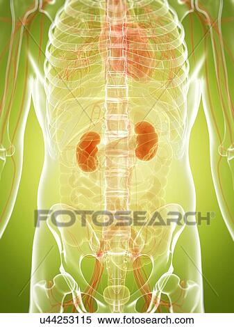 Human urinary system, artwork View Large Illustration Stock Illustration - Human urinary system, artwork. Fotosearch