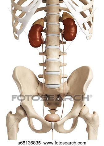 Stock Illustration - Human urinary system, artwork. Fotosearch