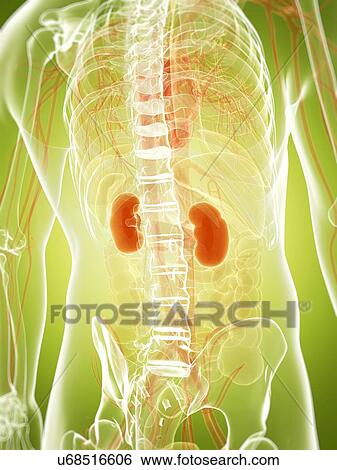 Human urinary system, artwork View Large Illustration Stock Illustration - Human urinary system, artwork. Fotosearch