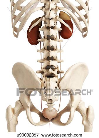 Stock Illustration - Human urinary system, artwork. Fotosearch