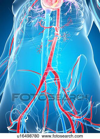 Clipart - Human vascular system, artwork. Fotosearch