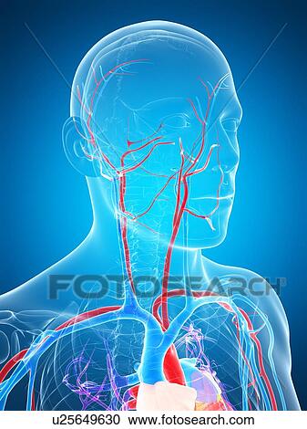 Clipart - Human vascular system, artwork. Fotosearch