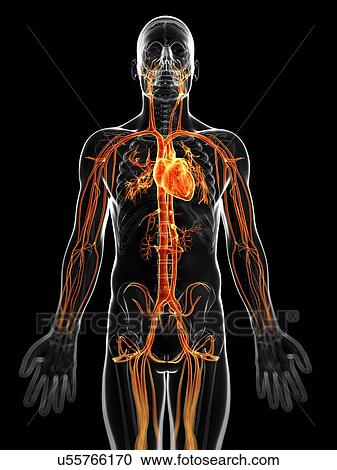 Clipart - Human vascular system, artwork. Fotosearch