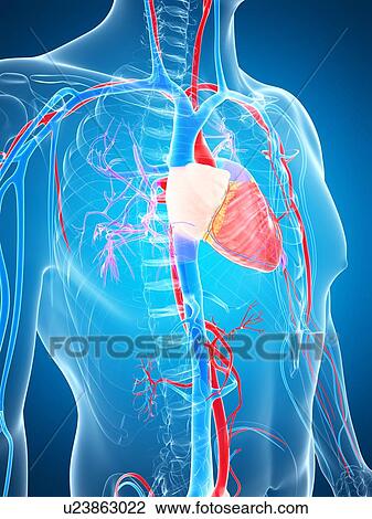 Drawing - Human vascular system, artwork. Fotosearch