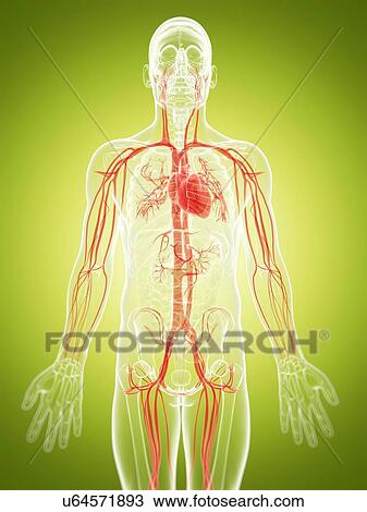 Drawing - Human vascular system, artwork. Fotosearch