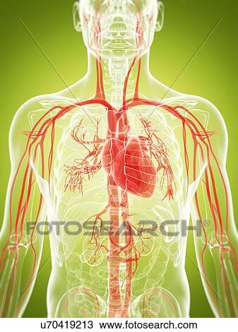 Drawing - Human vascular system, artwork. Fotosearch