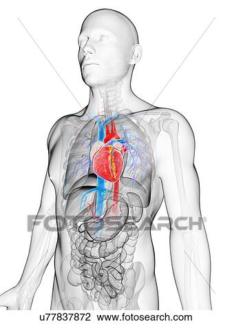 Human vascular system, artwork View Large Illustration Drawing - Human vascular system, artwork. Fotosearch
