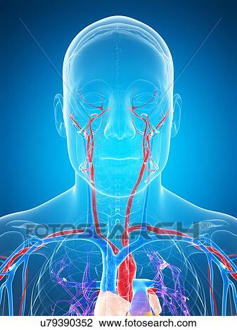 Human vascular system, artwork View Large Illustration Drawing - Human vascular system, artwork. Fotosearch