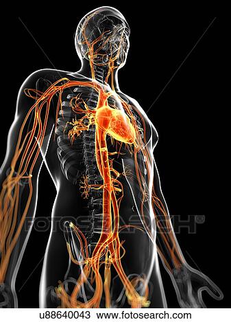 Human vascular system, artwork View Large Illustration Drawing - Human vascular system, artwork. Fotosearch