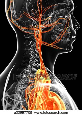 Human vascular system, artwork View Large Illustration Stock Illustration - Human vascular system, artwork. Fotosearch