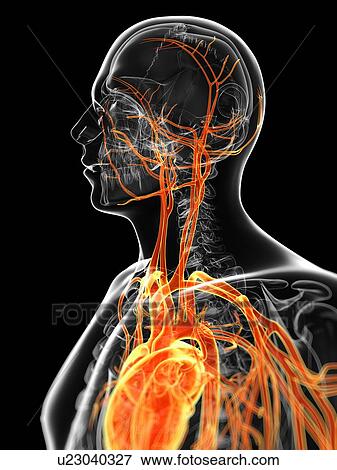 Human vascular system, artwork View Large Illustration Stock Illustration - Human vascular system, artwork. Fotosearch