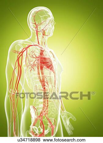 Stock Illustration - Human vascular system, artwork. Fotosearch