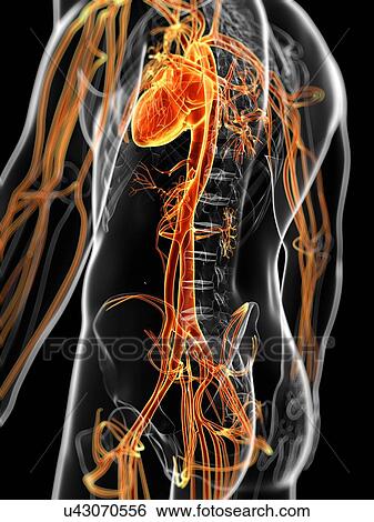 Human vascular system, artwork View Large Illustration Stock Illustration - Human vascular system, artwork. Fotosearch