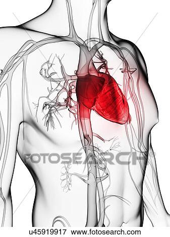 Stock Illustration - Human vascular system, artwork. Fotosearch