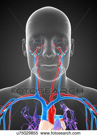 Stock Illustration - Human vascular system, artwork. Fotosearch