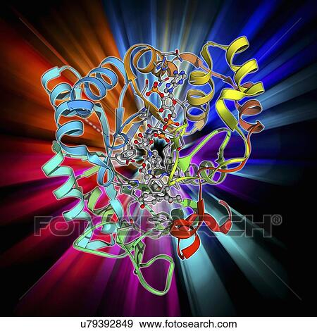 Stock Illustration - Hydroxysteroid dehydrogenase molecule. Fotosearch