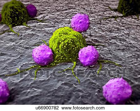 Drawing - Immune response to cancer, artwork. Fotosearch