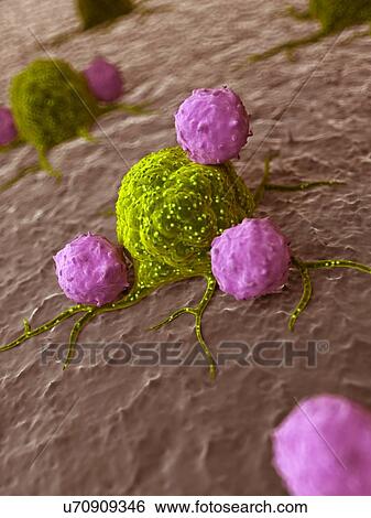 Stock Illustration - Immune response to cancer, artwork. Fotosearch