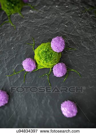 Immune response to cancer, artwork View Large Illustration Stock Illustration - Immune response to cancer, artwork. Fotosearch