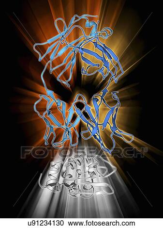 Clipart - Immunoglobulin G antibody and egg white. Fotosearch