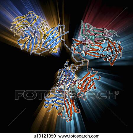Clipart - Immunoglobulin G antibody molecule. Fotosearch