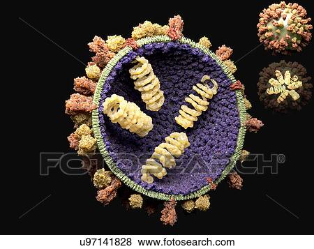 Influenza virus, artwork View Large Illustration Stock Illustration - Influenza virus, artwork. Fotosearch