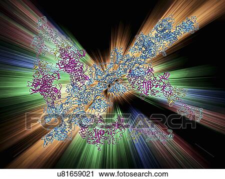 Clip Art - Insect flight muscle, molecular model. Fotosearch