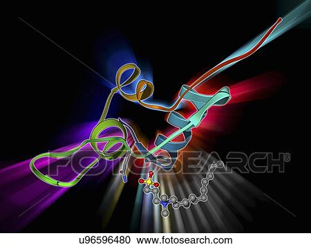 Clipart - Insulin-like growth 1 factor molecule. Fotosearch