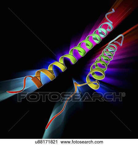Integrin transmembrane domain View Large Illustration Clip Art - Integrin transmembrane domain. Fotosearch