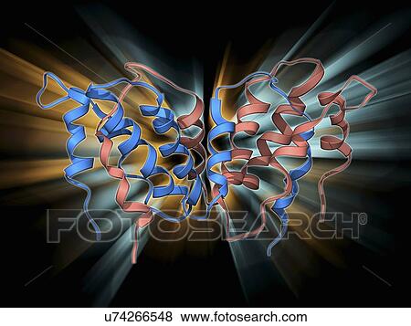 Stock Illustration - Interferon gamma molecule. Fotosearch