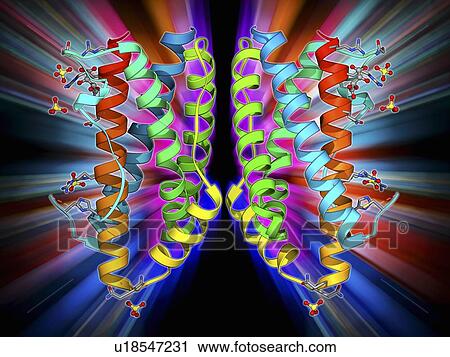 Interleukin-6, molecular model View Large Illustration Clip Art - Interleukin-6, molecular model. Fotosearch