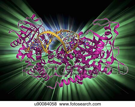 Stock Illustration - Iron-regulatory protein bound to RNA. Fotosearch