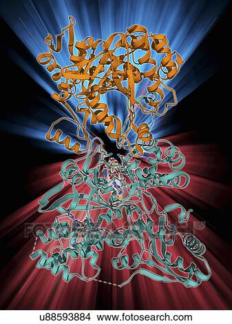 Isocitrate dehydrogenase kinase View Large Illustration Stock Illustration - Isocitrate dehydrogenase kinase. Fotosearch