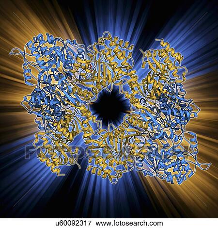 Isocitrate dehydrogenase molecule View Large Illustration Stock Illustration - Isocitrate dehydrogenase molecule. Fotosearch