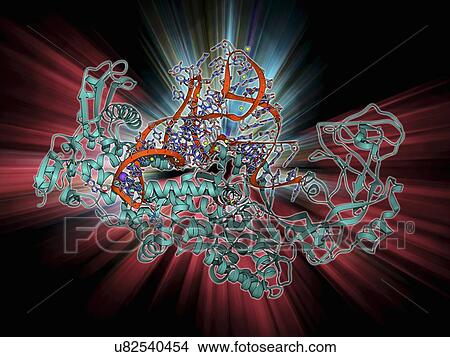 Stock Illustration - Isoleucyl-tRNA synthetase molecule. Fotosearch