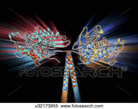 Stock Illustration - Kinesin motor protein. Fotosearch