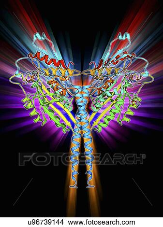 Kinesin motor protein View Large Illustration Stock Illustration - Kinesin motor protein. Fotosearch