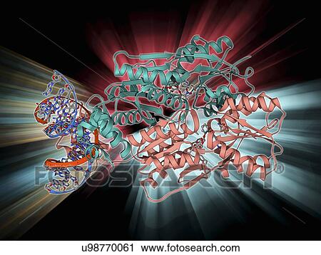 Clip Art - LAC repressor bound to DNA. Fotosearch