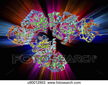 Lassa virus nucleocapsid protein View Large Illustration Drawing - Lassa virus nucleocapsid protein. Fotosearch